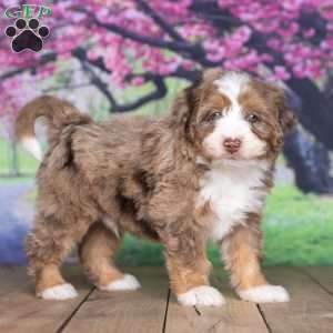Teddy, Mini Bernedoodle Puppy